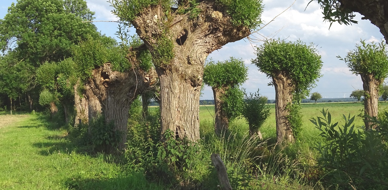 The pruning (pollarding) of old willow trees for the security a - Bild 2